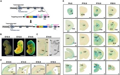 FAM19A5 Expression During Embryogenesis and in the Adult Traumatic Brain of FAM19A5-LacZ Knock-in Mice